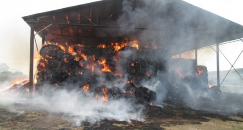 Полиция Костромской области нашла виновников пожара на конезаводе