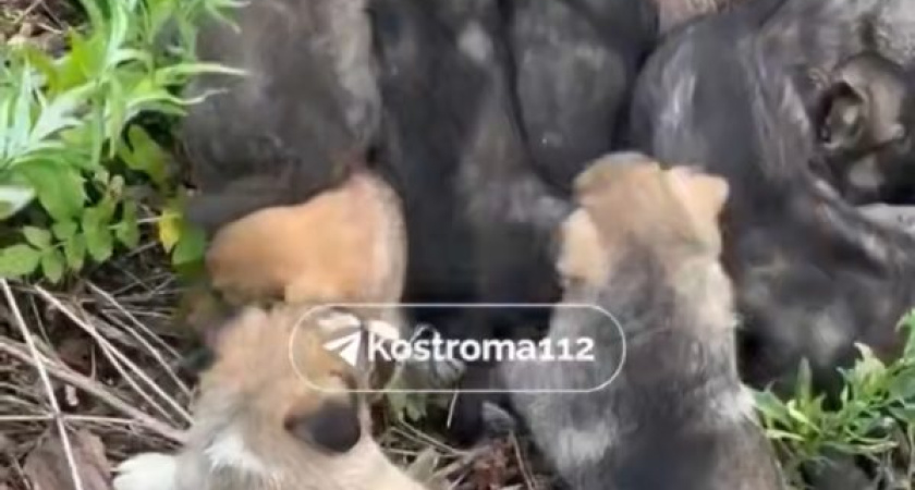 В Костромской области женщина спасла выброшенных на жару щенят