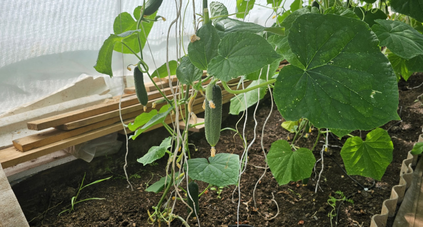 4 ст. л. на 10 л. воды — и огурцы прут как на дрожжах до октября: от урожая спасу нет, хоть соседям раздавай