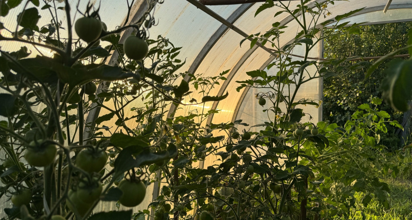 Повесила на вход в теплицу занавеску и очень довольна – решила враз кучу проблем