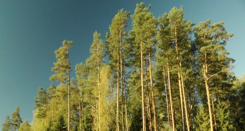 На Костромскую область надвигается непогода с порывами ветра до 18 м/с