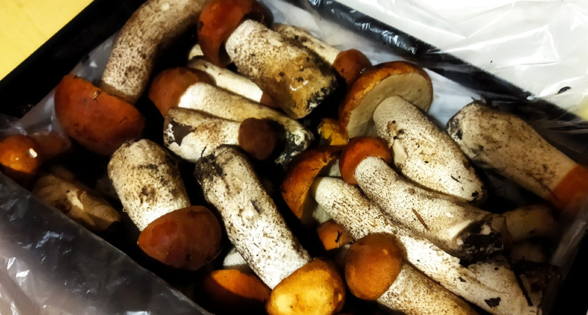 Назван один из лучших грибов наших лесов, хотя его почему-то никто не собирает - считается деликатесом: как отличать