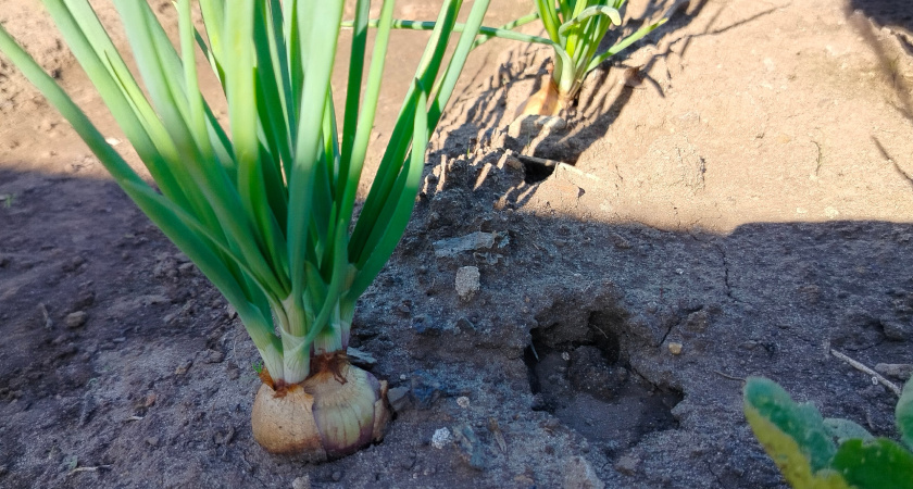 Если увидите эти 3 признака — сразу убирайте лук — головки выросли по максимуму и сохранятся идеально всю зиму