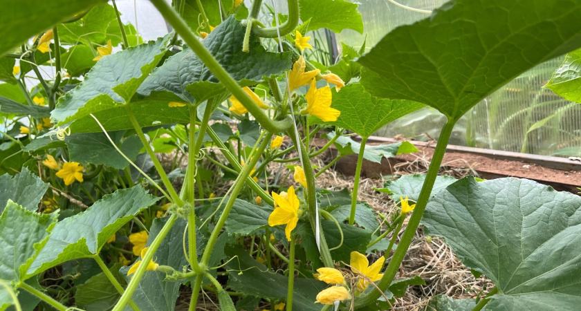 У огурцов нет ни пустоцветов, ни желтизны: раз в 10 дней добавляю 3 ложки в ведро - результат с первого полива