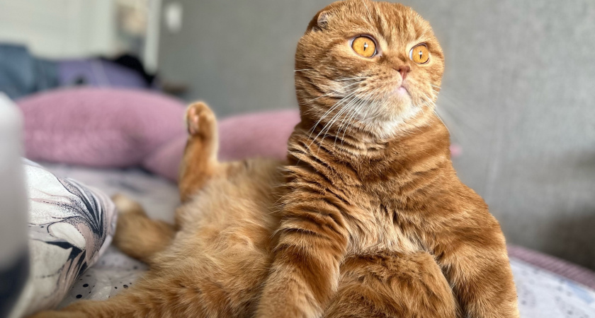 Перестаньте гладить кошку там: 3 зоны, где питомцу больно — но он молчит