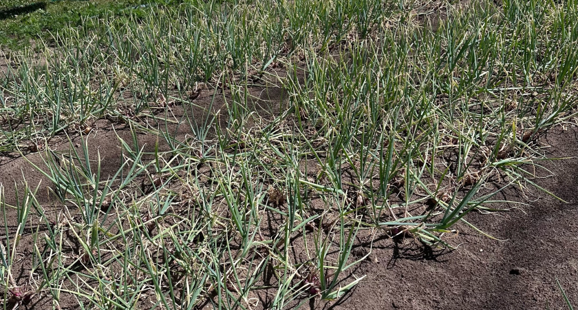 Полного увядания не жду — выкапываю лук сразу, как вижу один "признак" — головки крупнее не станут, а лежкость лучше