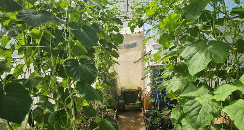 Если у огурцов желтеют и вянут листья — обязательно: за ночь плети снова позеленеют и обильно заплодоносят