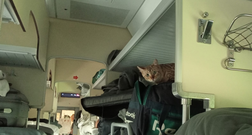 Немец застыл у вагона: "Неужели теперь все русские на этом ездят". Чем удивил гостя фирменный поезд