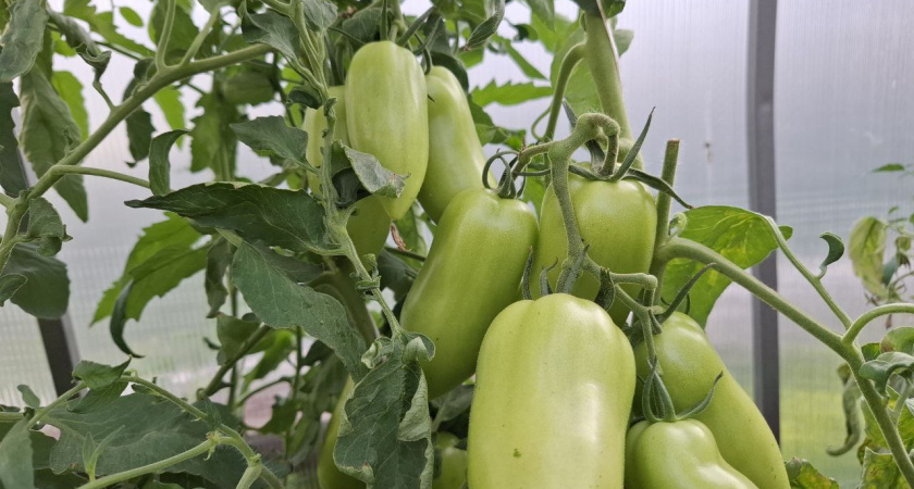 Если томаты не вызревают на кисти — обязательно: агроном Гуляева раскрыла секреты стимуляции — поспеют за ночь