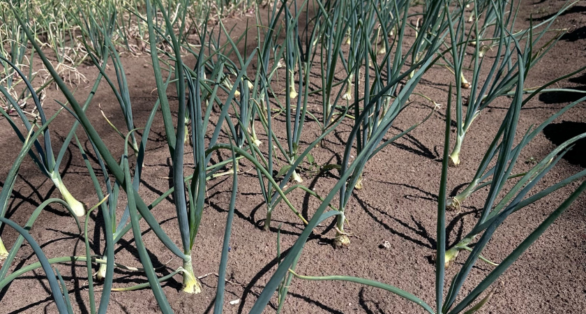 Когда выкапывать лук в 2025 году: полная схема и сроки для всех регионов России