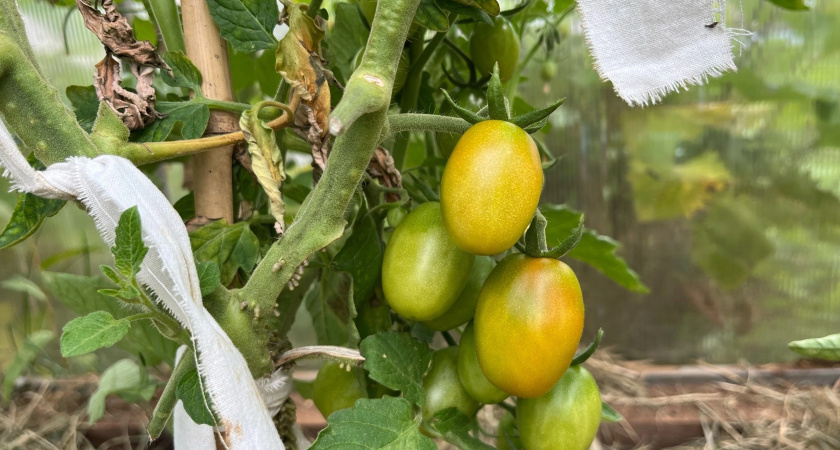 Вот что мешает покраснеть помидорам - и что ускорит созревание: агрономы советуют