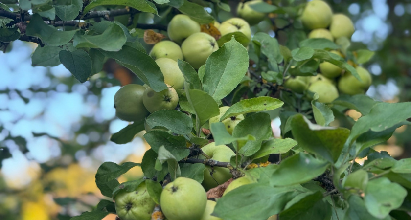 Сосед спилил все ветки моего дерева над своим участком: можно ли его наказать?