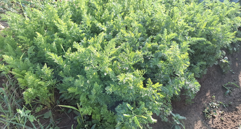 Мощная подкормка для моркови в начале августа: 1 ложка на 10 л. воды — и корнеплоды вырастут ровными и сладкими как мед