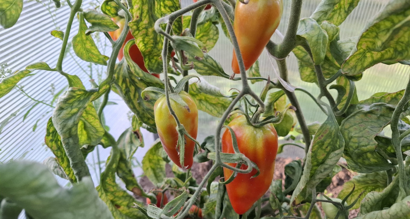 1 обработка в начале августа — фитофтора уйдет прочь: спасаем томаты оперативно — через неделю кусты абсолютно здоровые