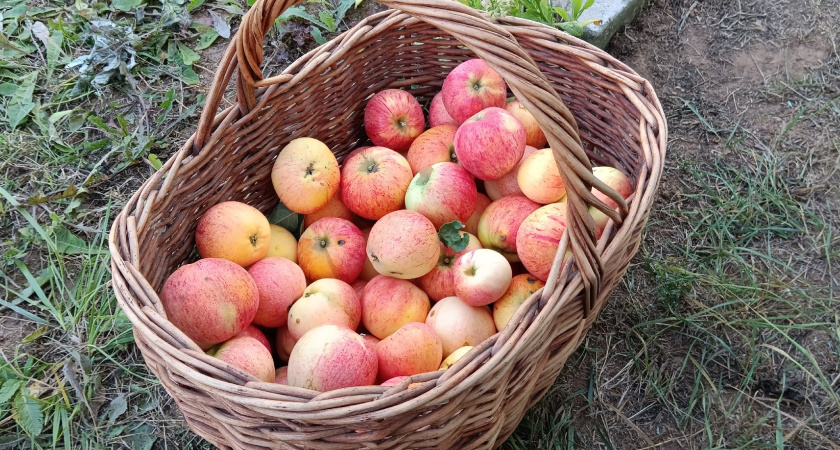 Никогда и никому не отдавайте излишки овощей со своего огорода - лучше выбросить - почему нельзя отдавать