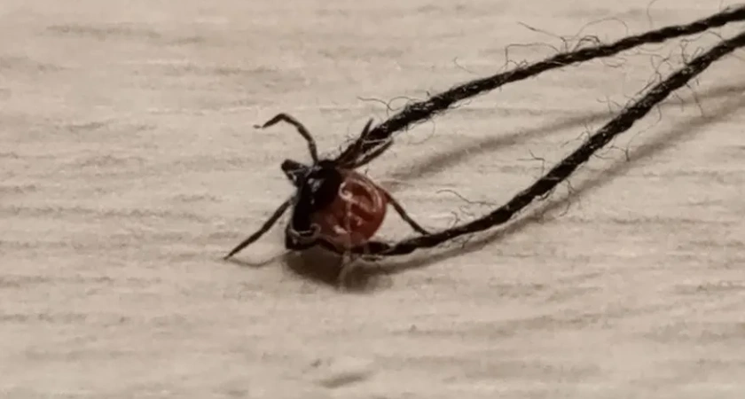 9,5 тысяч костромичей пострадали от укусов клещей в 2025 году