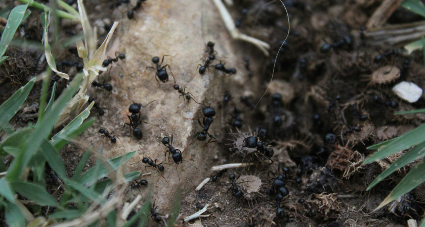 Вижу муравейник — делаю 2 «пшика»: одна обработка защищает сад от муравьев на все лето
