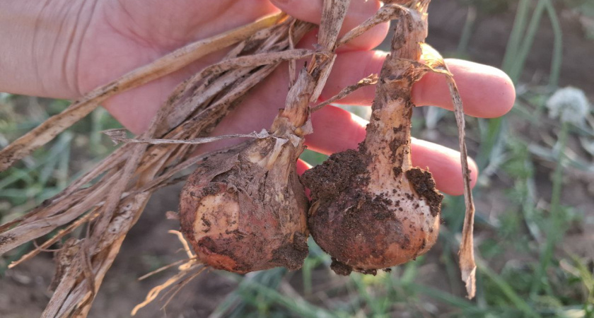 Не в шейке дело: агроном Ломонос раскрыл основную ошибку при уборке лука в августе — погубит 80% урожая