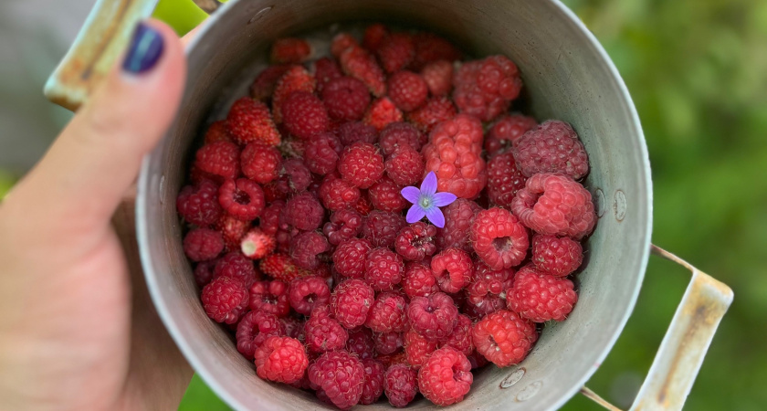 Коллега съездил в деревню к родне и приехал с пустыми руками: почему же его не угостили урожаем