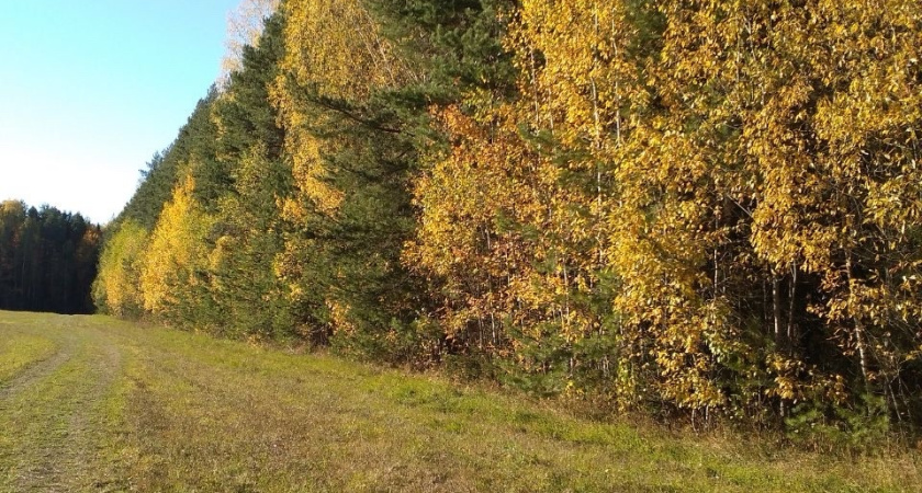 В Костромской области число пострадавших от клещей перевалило за 9 тысяч