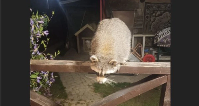 В Костроме нашли безнадзорного енота