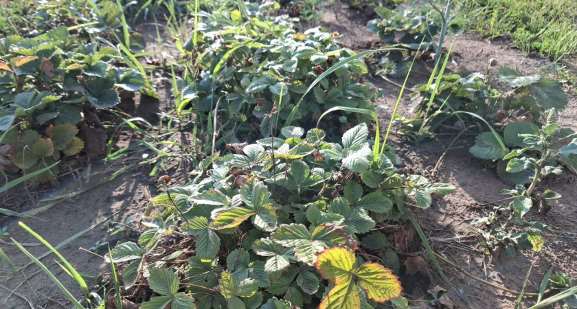 С 5 по 15 августа клубнике — обязательно: следующим летом собираю ягоды с кулак — 5 правил богатого урожая