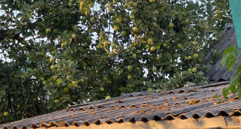 Не выбрасывайте падалицу с яблонь и груш: это золото спасет ваш урожай