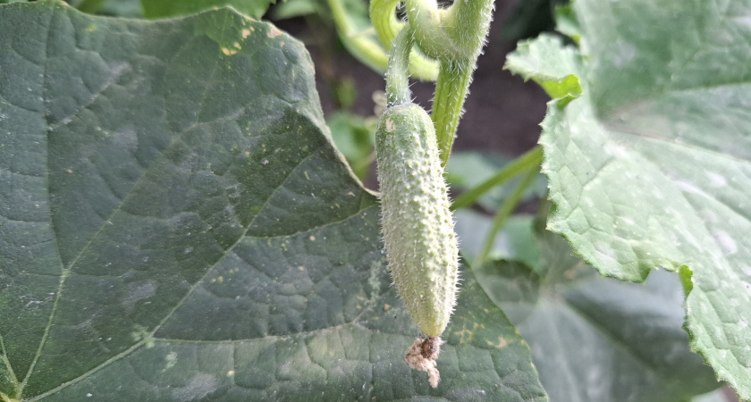 Вношу эту подкормку — и листья огурцов снова зеленеют: собираю по ведру через день