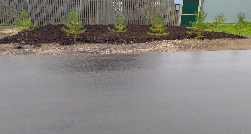 Соседи посадили сосны — спустя 2 года обалдели — вот что из этого вышло