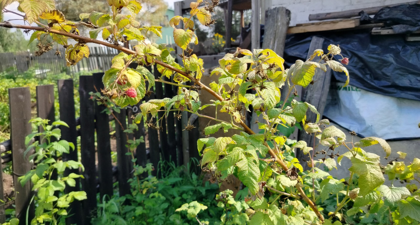 В августе обрезаем малину так - обязательно: метод советских агрономов - в следующем году собираем ягоды тоннами