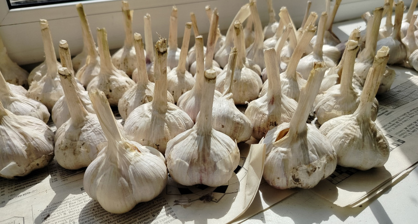 Готовлю грядку под озимый чеснок — уже в августе: головки вырастают по 120 гр., всходы — 100%