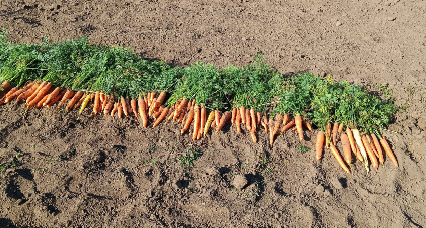 С 10 по 15 августа моркови — первым делом: 2 ложки на 10 л. воды — и морковь слаще меда, сочная и крупная