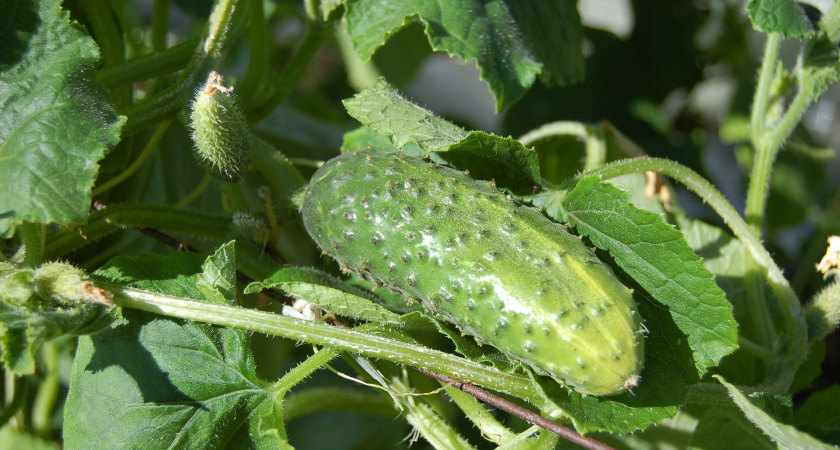 За 1 ночь в августе огурцов нарастает больше, чем в июне — легкий приём — зеленцы валят до октября
