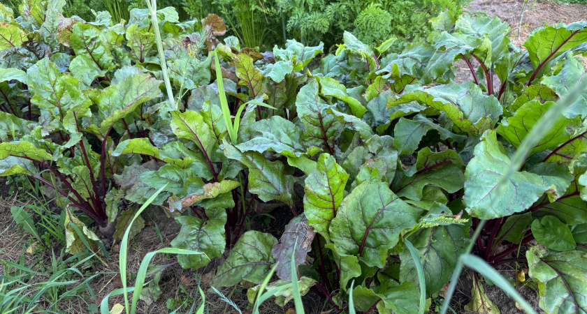 С 15 по 20 августа свекле — обязательно: 20 гр. на 10 л. воды — и корнеплоды крупные и слаще меда