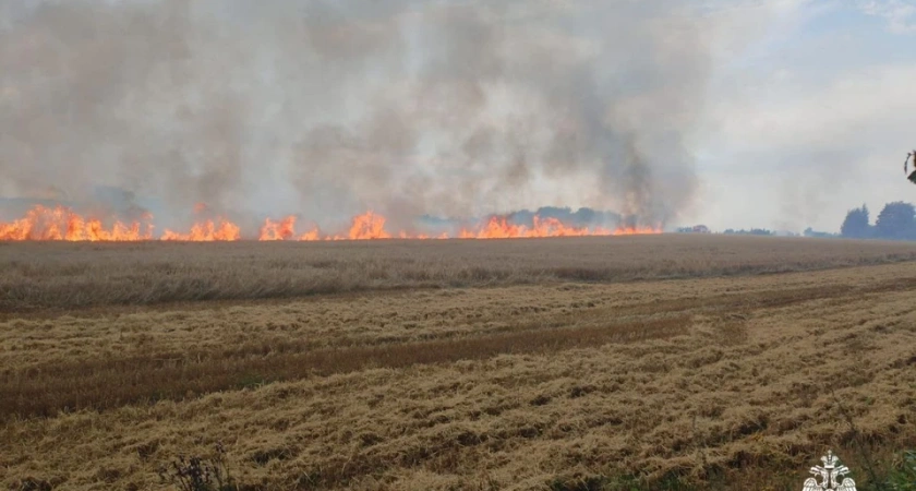 В Костромской области сгорели три гектара ячменя