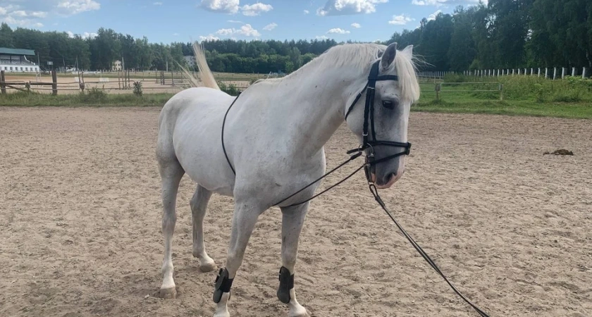 В костромскую спортшколу переехал жеребец Зевс