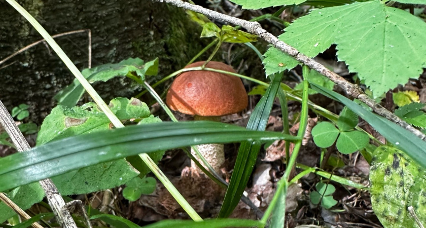 Белые, лисички рыжики: где в Костромской области любители тихой охоты смогут набрать полные корзины