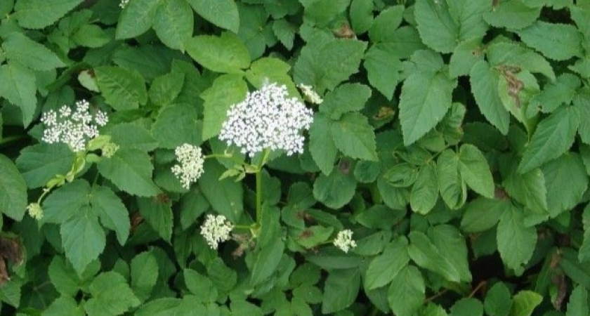 Бью в слабое место — избавляюсь от сныти на раз-два: сорняк исчезает как по волшебству