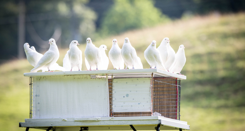 Почему сейчас не разводят голубей как в СССР — секрет кроется в простом: мало кто догадывается