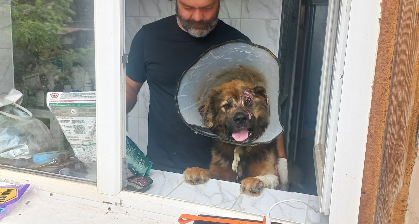 История спасения: как пса Феникса выхаживали после страшного ожога в Костромской области