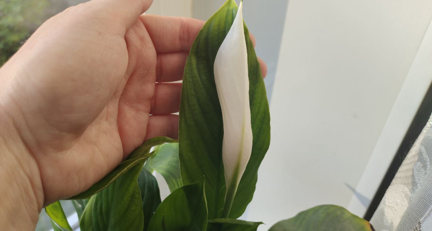 150 мл в под корень — и спатифиллум рвется в рост: "белые паруса" лезут наперегонки, листья размером с ладонь