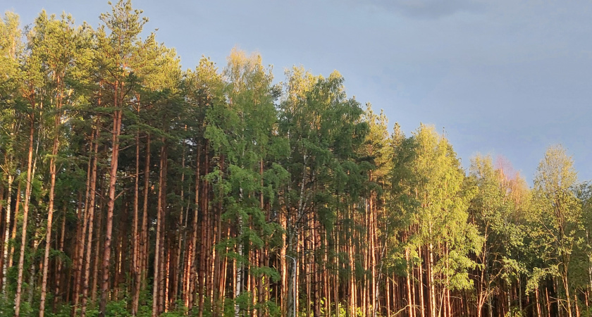 «Чтобы дышать»: жители Костромы выступили против уничтожения соснового бора ради строительства многоэтажек