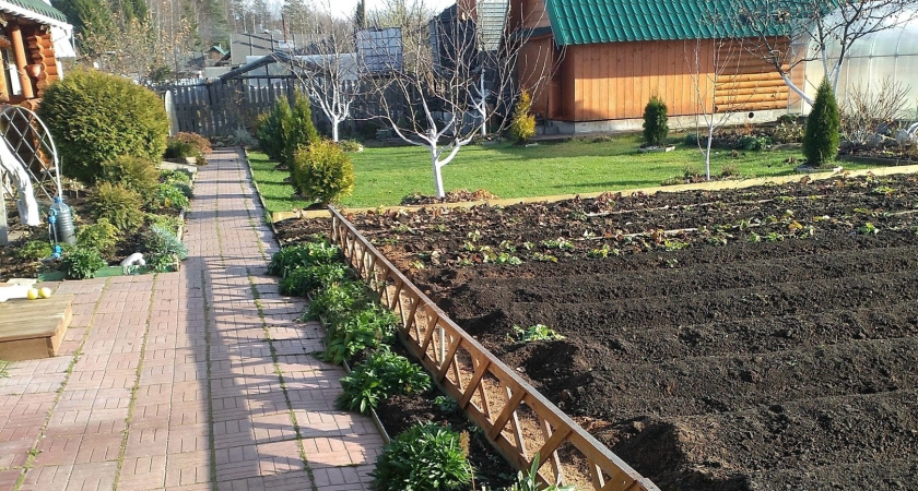 На томатах фитофтора, парша или гниль? "Лечим" землю правильно — 2 совета агронома