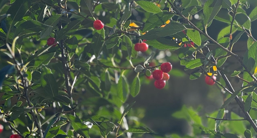 В сентябре вишня только этого и ждет: растворяем 50 гр. в 10 л. воды — и монилиоз с коккомикозом канут в Лету
