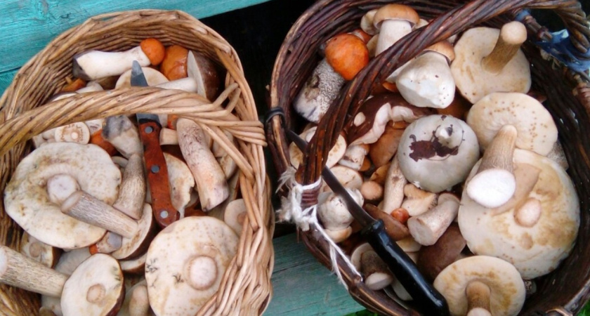 Собираю корзинами — а остальные проходят стороной: этот гриб — самый вкусный и недооцененный осенний деликатес