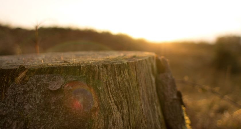 2 месяца — и пня как не бывало: выкорчевывать не придется — все гораздо проще