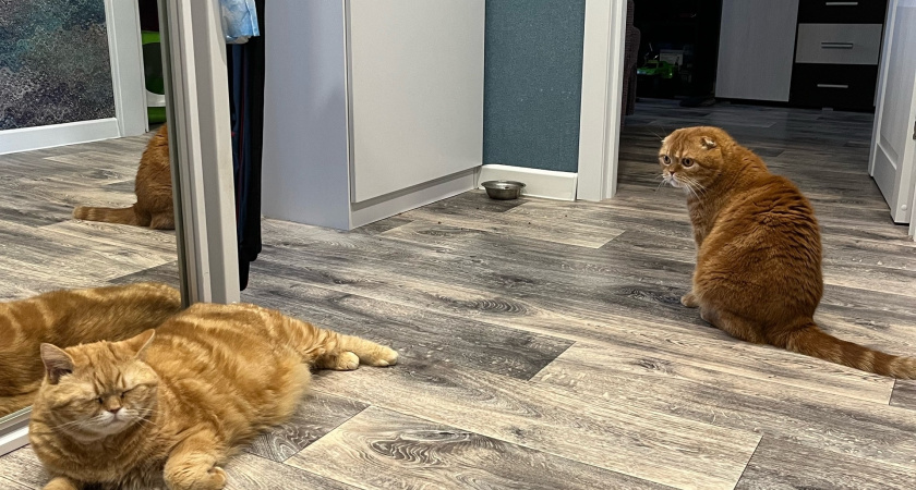 ВТБ выяснил: новоселье с кошки начинает половина россиян