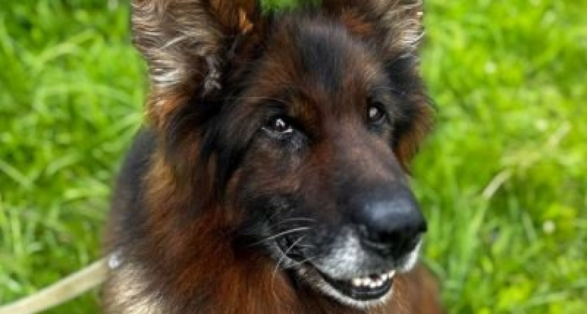 В Костроме отдадут двух служебных собак Никкора и Зевса в любящую семью