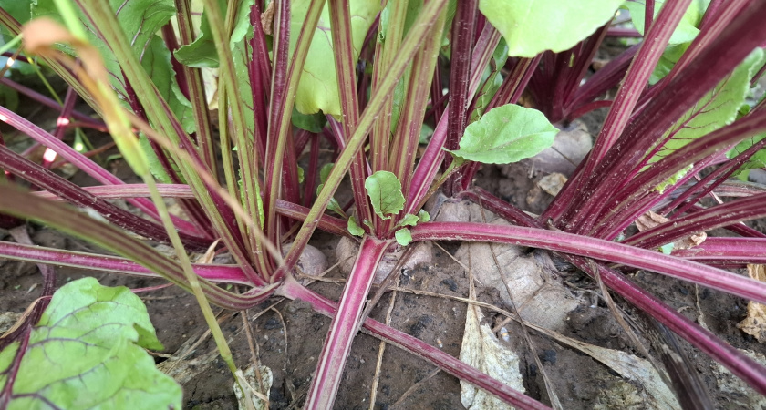 Свеклу храним только так — обязательно: до следующего лета не сгниет и не скукожится