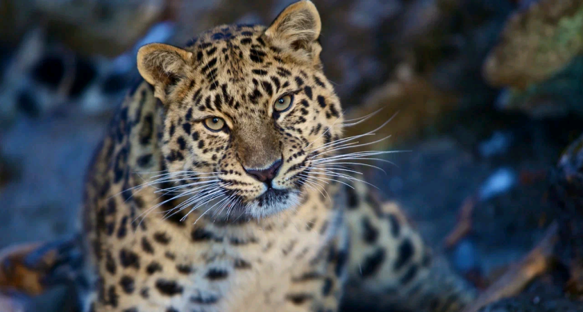 В России профинансировали техобеспечение научных исследований нацпарка «Земля леопарда»